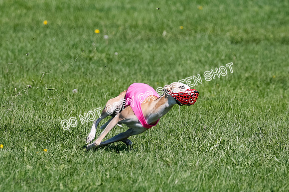 Whippet Prelim Zed Pearl-3084