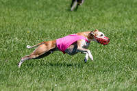 Whippet Prelim Zed Pearl-3090