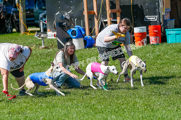Whippet Prelim Archer, Wyatt, Raya-3167