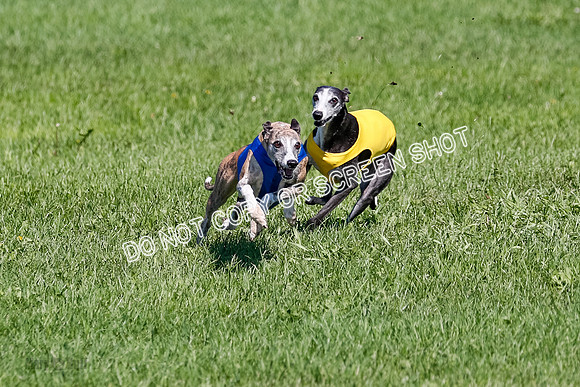 Whippet Prelim Winnie, Thor, Leni-3143