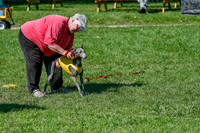 Whippet Prelim Zed Pearl-3053