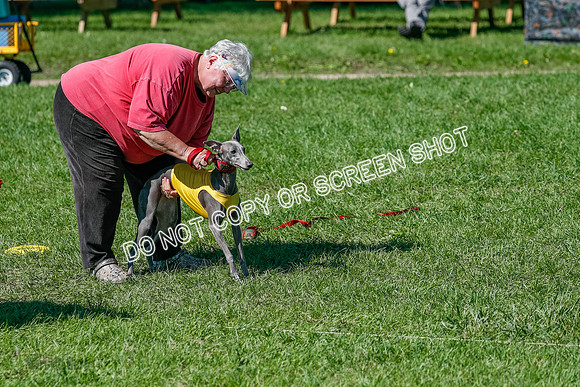 Whippet Prelim Zed Pearl-3053