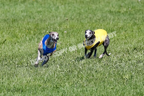 Whippet Prelim Winnie, Thor, Leni-3142