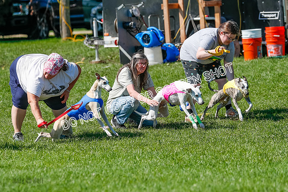 Whippet Prelim Archer, Wyatt, Raya-3166