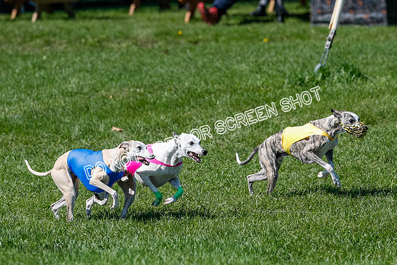 Whippet Prelim Archer, Wyatt, Raya-3172