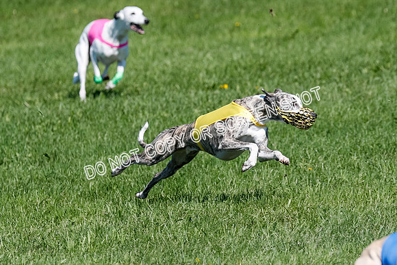 Whippet Prelim Archer, Wyatt, Raya-3213
