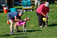 Whippet Prelim Zed Pearl-3050