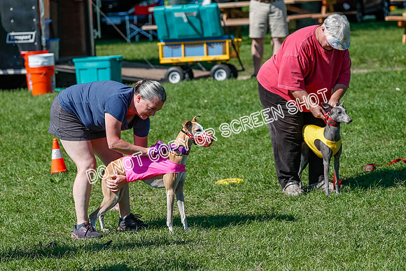 Whippet Prelim Zed Pearl-3050
