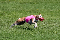 Whippet Prelim Zed Pearl-3086