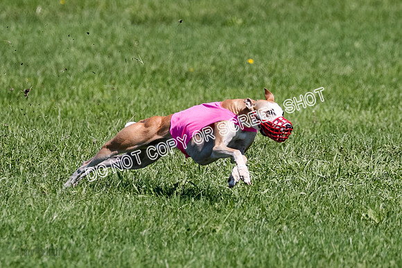 Whippet Prelim Zed Pearl-3086