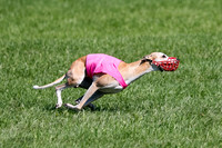 Whippet Prelim Zed Pearl-3092