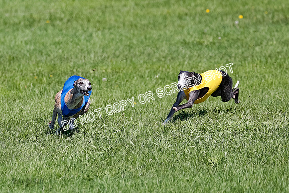 Whippet Prelim Winnie, Thor, Leni-3141