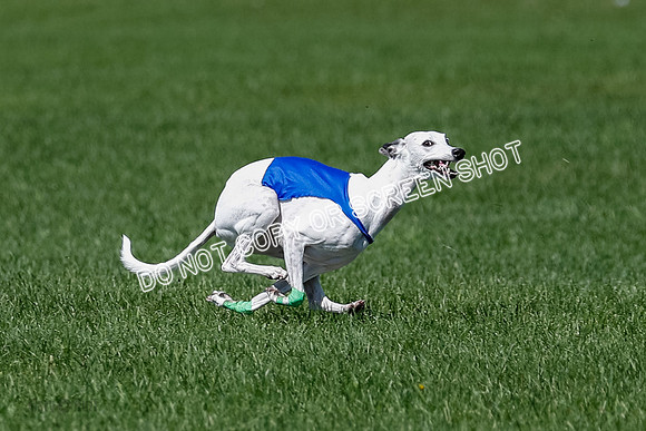 Whippet Raya, Archer, Wyatt-4117