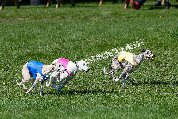 Whippet Prelim Archer, Wyatt, Raya-3171