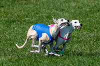 Whippet