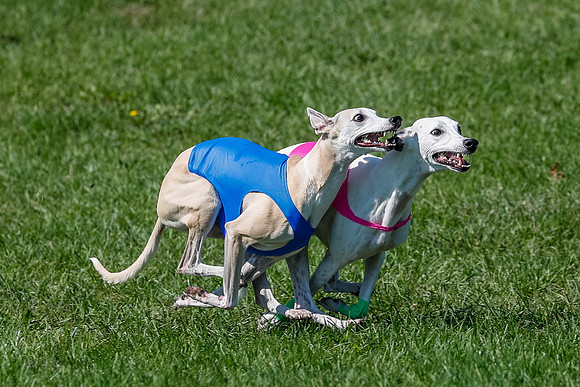 Whippet Prelim Archer, Wyatt, Raya-3178-2