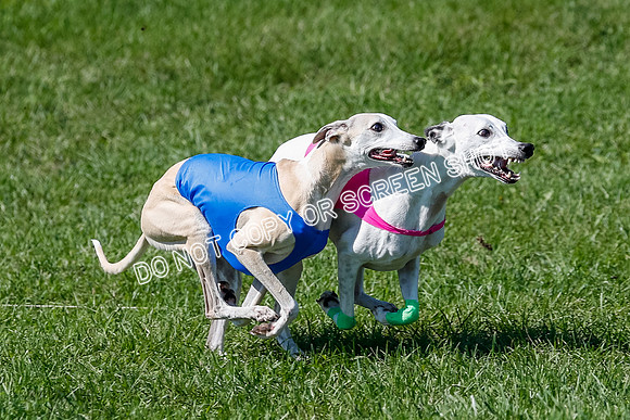 Whippet Prelim Archer, Wyatt, Raya-3175