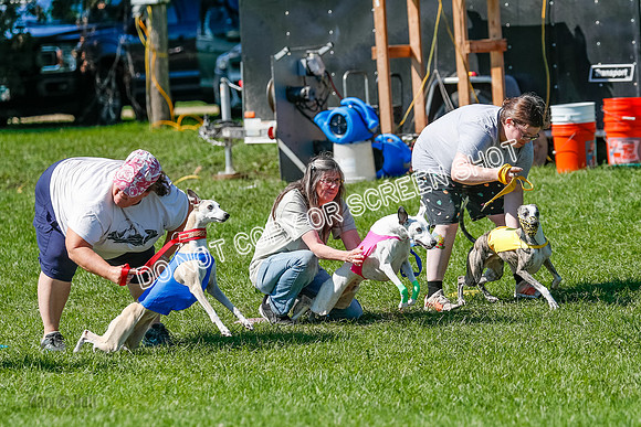 Whippet Prelim Archer, Wyatt, Raya-3165
