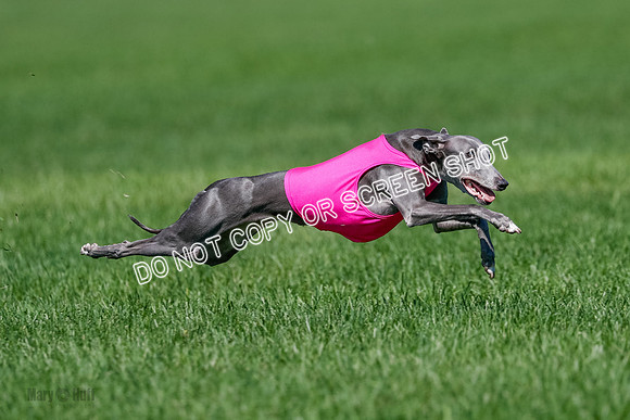 Whippet Jed, Pearl-4081