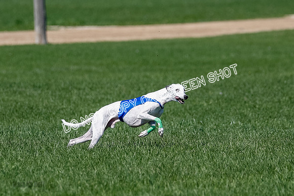 Whippet Raya, Archer, Wyatt-4114