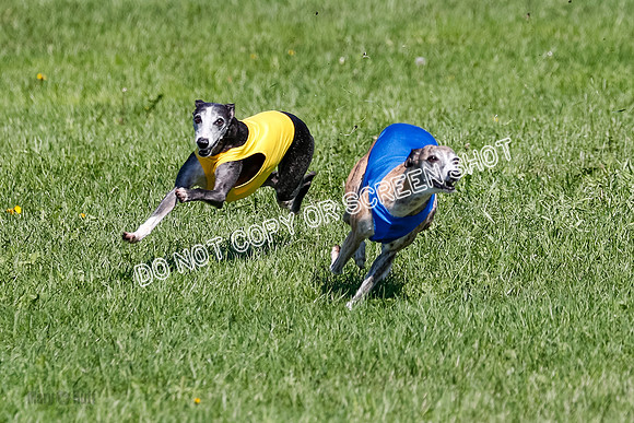 Whippet Prelim Winnie, Thor, Leni-3145