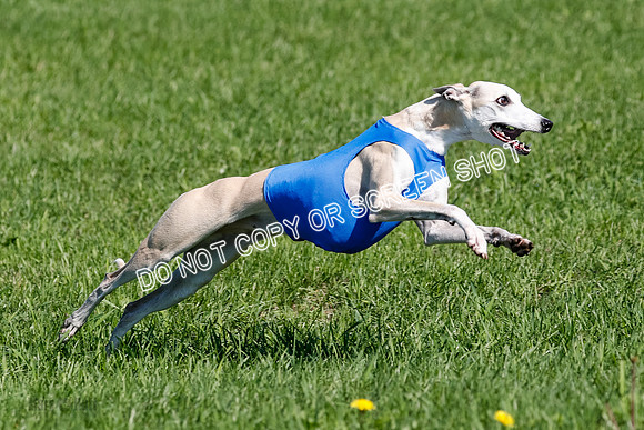 Whippet Prelim Archer, Wyatt, Raya-3216