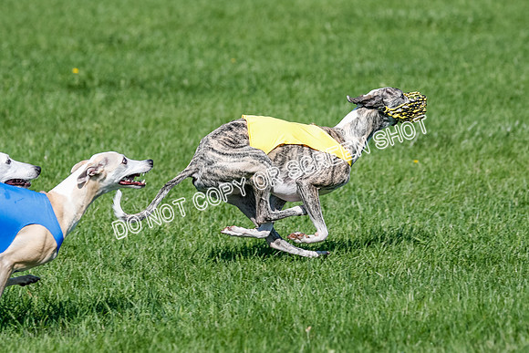 Whippet Prelim Archer, Wyatt, Raya-3189