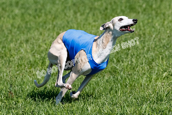 Whippet Prelim Archer, Wyatt, Raya-3214