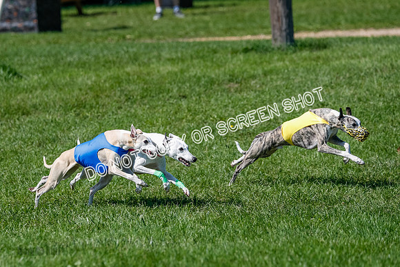 Whippet Prelim Archer, Wyatt, Raya-3176