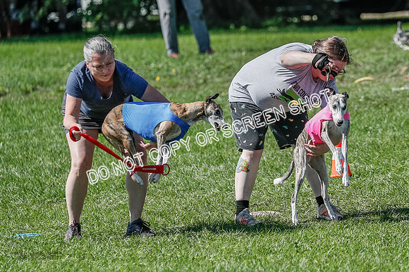Whippet Prelim Winnie, Thor, Leni-3112-2
