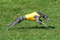 Whippet Prelim Zed Pearl-3080