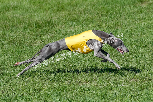 Whippet Prelim Zed Pearl-3080