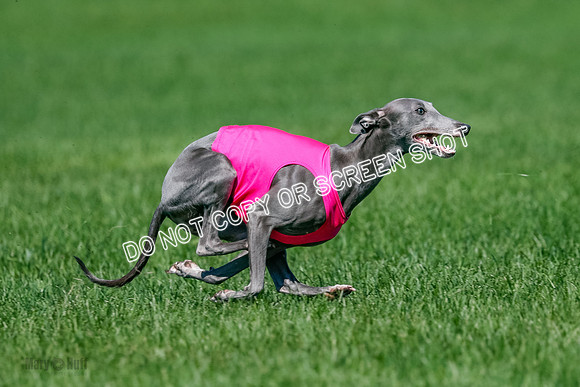 Whippet Jed, Pearl-4083