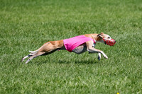 Whippet Prelim Zed Pearl-3094