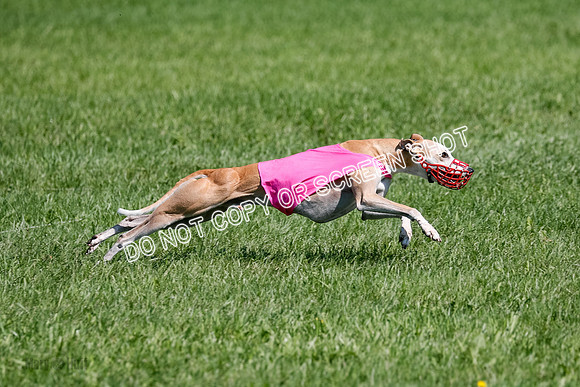 Whippet Prelim Zed Pearl-3094