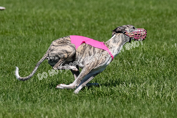 Whippet Raya, Archer, Wyatt-4129