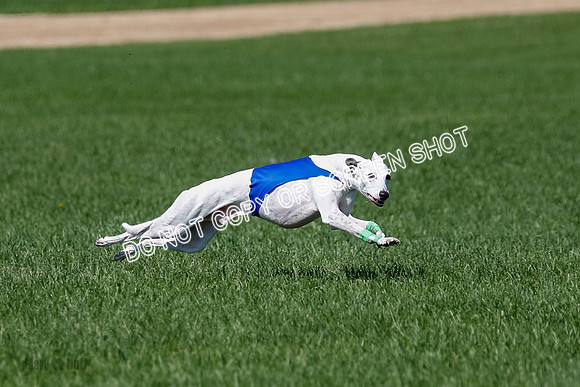 Whippet Raya, Archer, Wyatt-4115