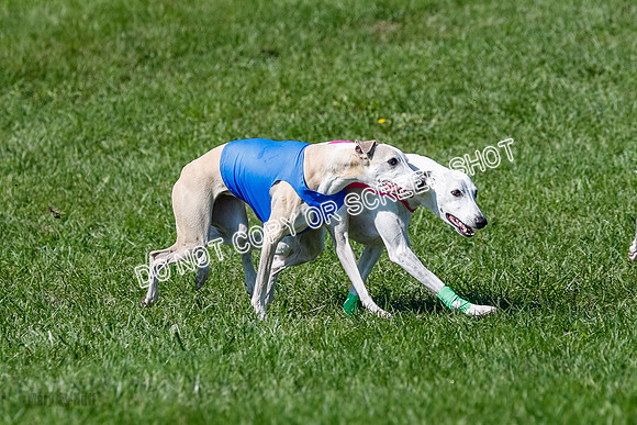 Whippet Prelim Archer, Wyatt, Raya-3177