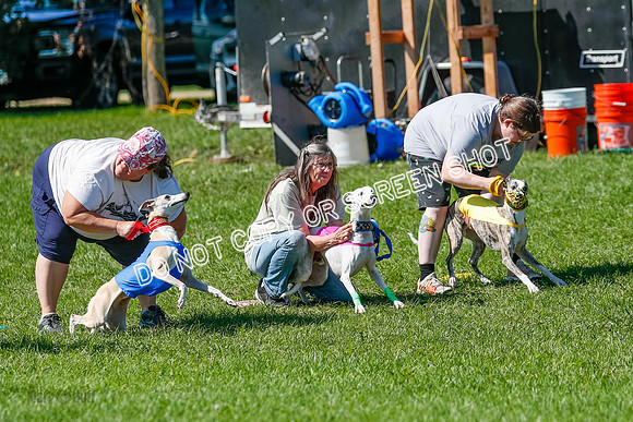 Whippet Prelim Archer, Wyatt, Raya-3163