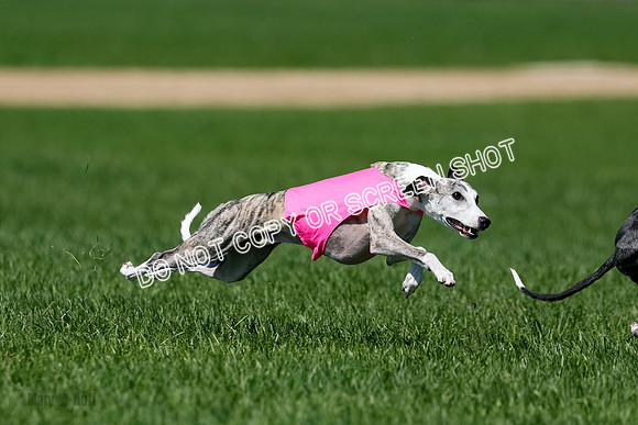 Whippet Finals Leni, Thor, Winnie-4169