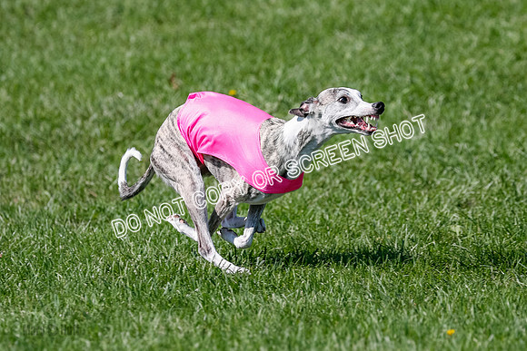 Whippet Prelim Winnie, Thor, Leni-3123