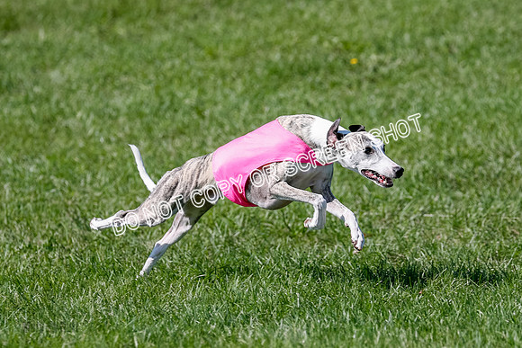 Whippet Prelim Winnie, Thor, Leni-3121