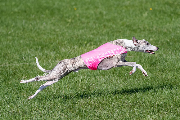 Whippet Prelim Winnie, Thor, Leni-3135