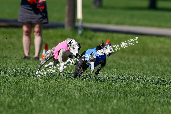 Whippet Finals Leni, Thor, Winnie-4157