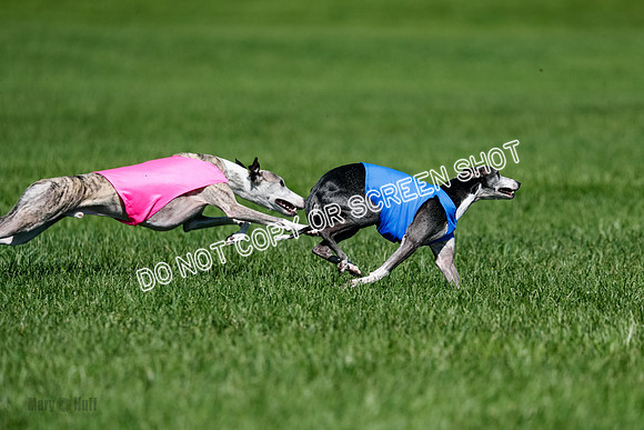 Whippet Finals Leni, Thor, Winnie-4180