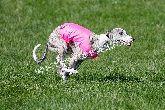 Whippet Prelim Winnie, Thor, Leni-3126