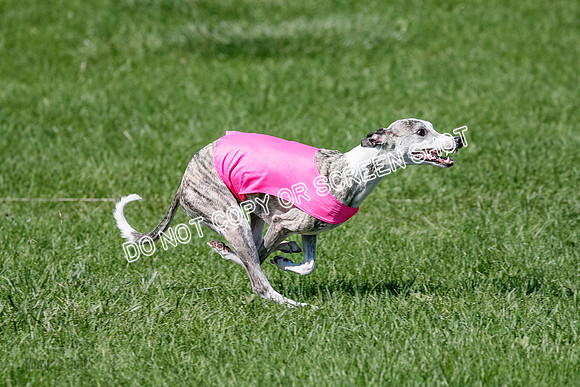Whippet Prelim Winnie, Thor, Leni-3130