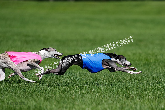 Whippet Finals Leni, Thor, Winnie-4179