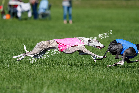 Whippet Finals Leni, Thor, Winnie-4174