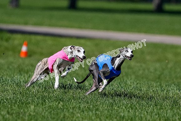 Whippet Finals Leni, Thor, Winnie-4160